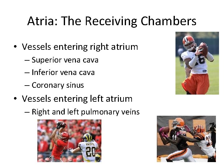 Atria: The Receiving Chambers • Vessels entering right atrium – Superior vena cava –