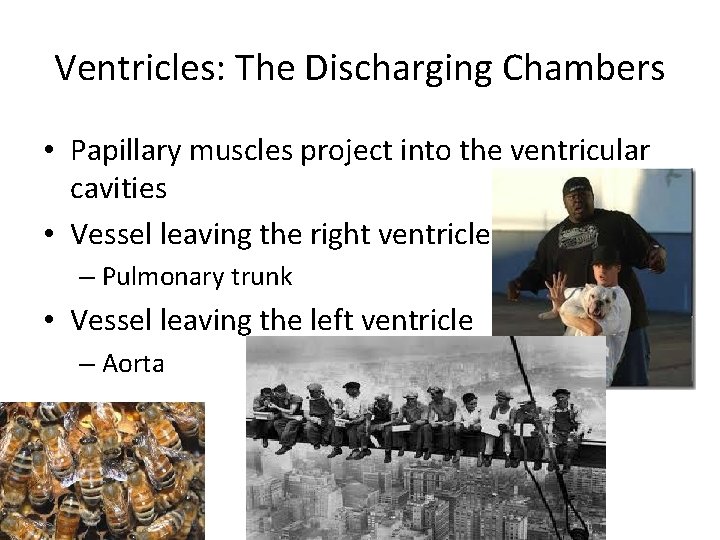 Ventricles: The Discharging Chambers • Papillary muscles project into the ventricular cavities • Vessel