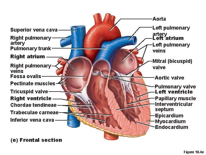 Aorta Superior vena cava Right pulmonary artery Pulmonary trunk Right atrium Right pulmonary veins