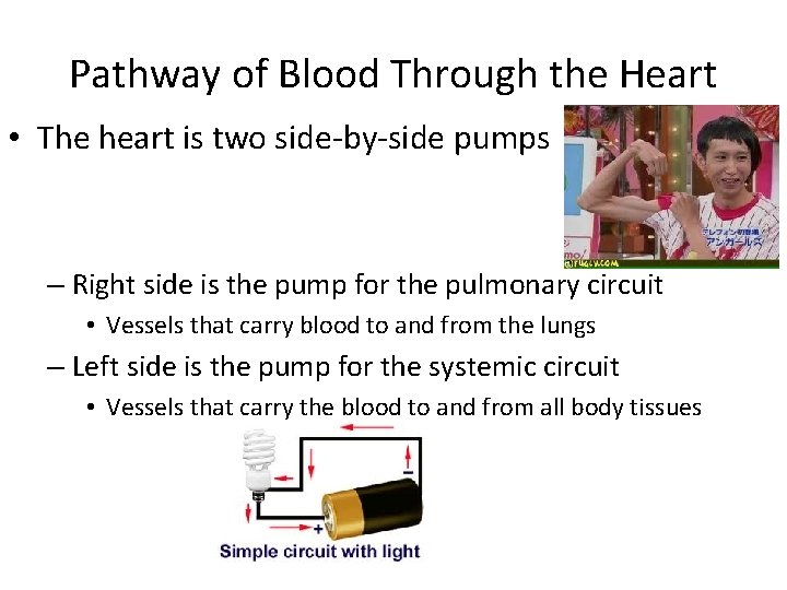 Pathway of Blood Through the Heart • The heart is two side-by-side pumps –