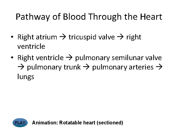 Pathway of Blood Through the Heart • Right atrium tricuspid valve right ventricle •