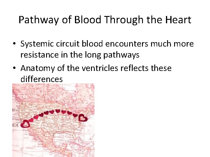 Pathway of Blood Through the Heart • Systemic circuit blood encounters much more resistance