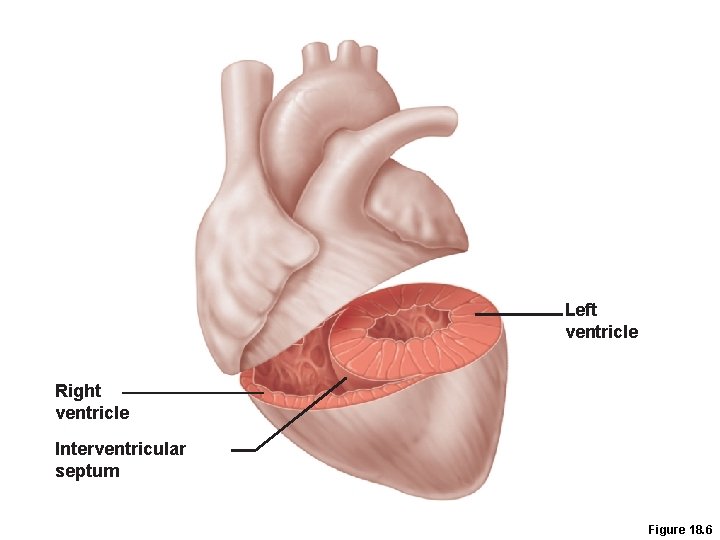 Left ventricle Right ventricle Interventricular septum Figure 18. 6 