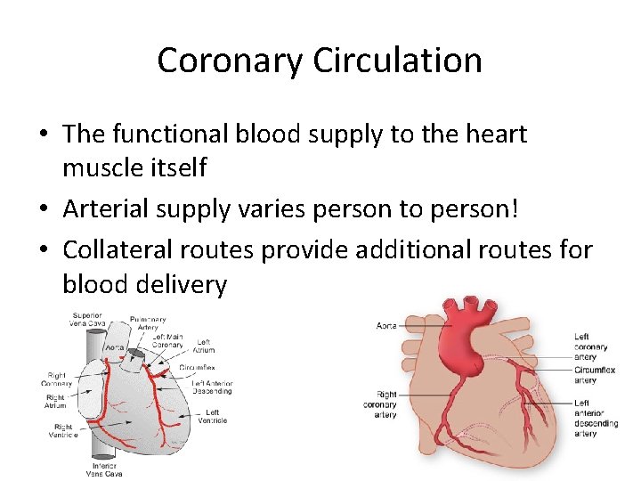 Coronary Circulation • The functional blood supply to the heart muscle itself • Arterial