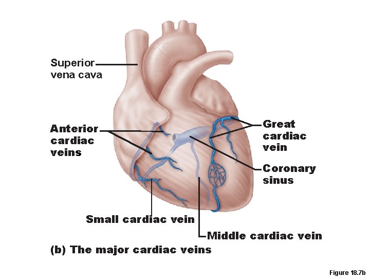 Superior vena cava Anterior cardiac veins Great cardiac vein Coronary sinus Small cardiac vein