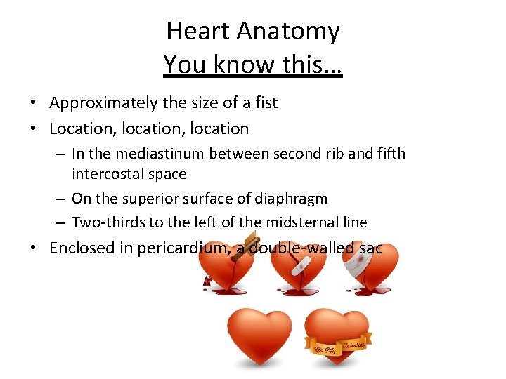 Heart Anatomy You know this… • Approximately the size of a fist • Location,