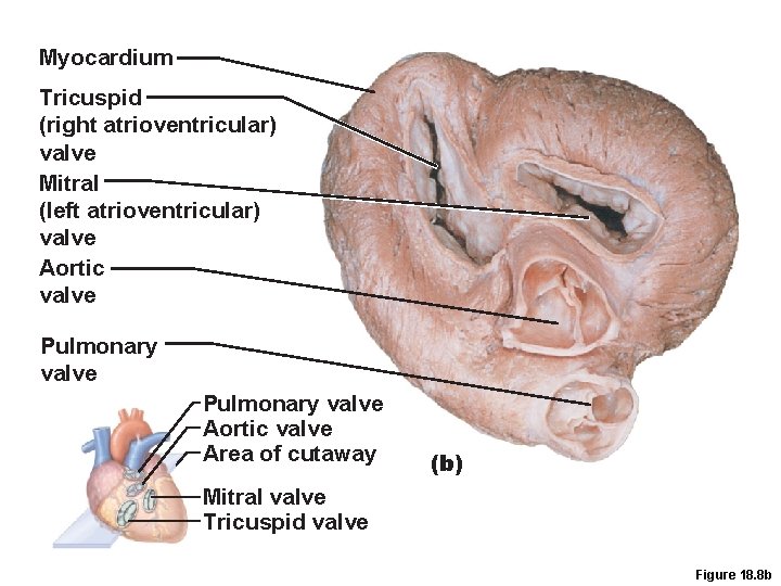 Myocardium Tricuspid (right atrioventricular) valve Mitral (left atrioventricular) valve Aortic valve Pulmonary valve Aortic