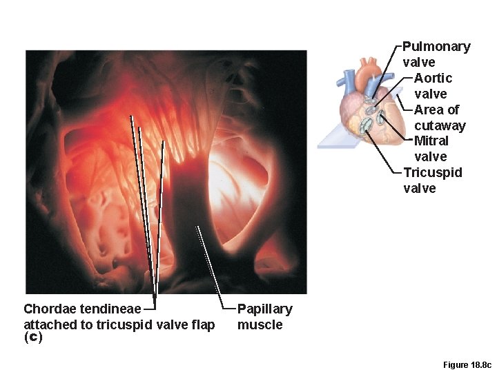 Pulmonary valve Aortic valve Area of cutaway Mitral valve Tricuspid valve Chordae tendineae attached