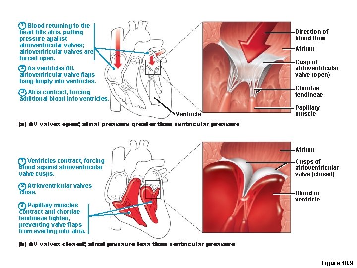 1 Blood returning to the Direction of blood flow heart fills atria, putting pressure