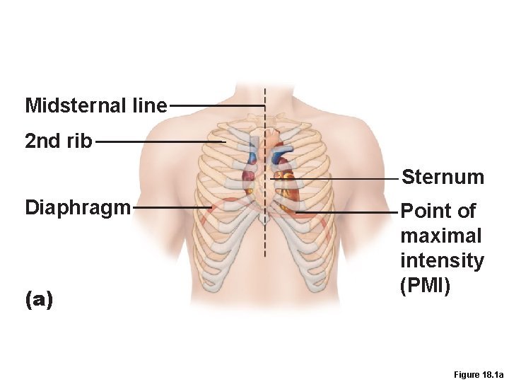 Midsternal line 2 nd rib Sternum Diaphragm (a) Point of maximal intensity (PMI) Figure