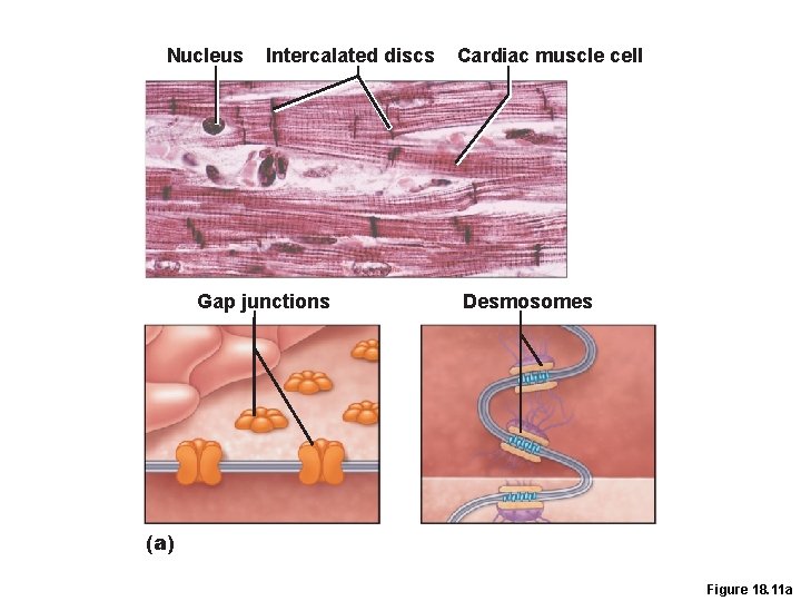 Nucleus Intercalated discs Gap junctions Cardiac muscle cell Desmosomes (a) Figure 18. 11 a