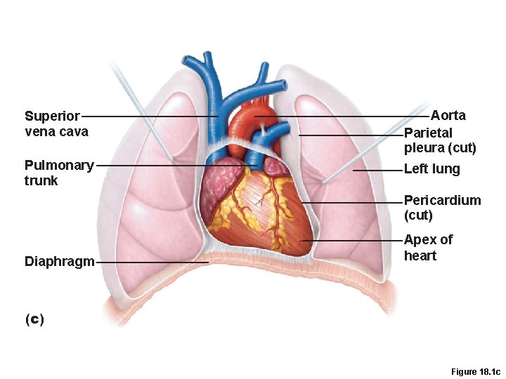 Superior vena cava Aorta Parietal pleura (cut) Pulmonary trunk Left lung Pericardium (cut) Diaphragm