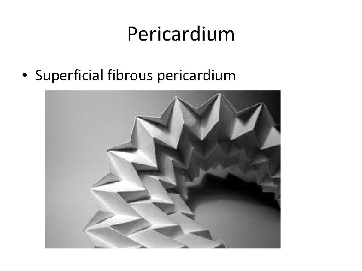 Pericardium • Superficial fibrous pericardium • Protects, anchors, and prevents overfilling 