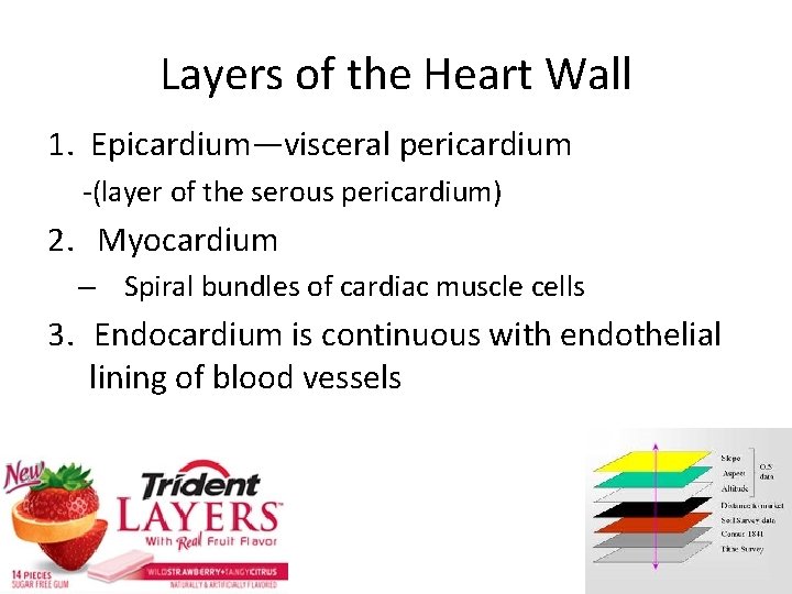 Layers of the Heart Wall 1. Epicardium—visceral pericardium -(layer of the serous pericardium) 2.
