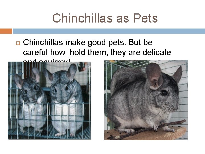 Chinchillas as Pets Chinchillas make good pets. But be careful how hold them, they