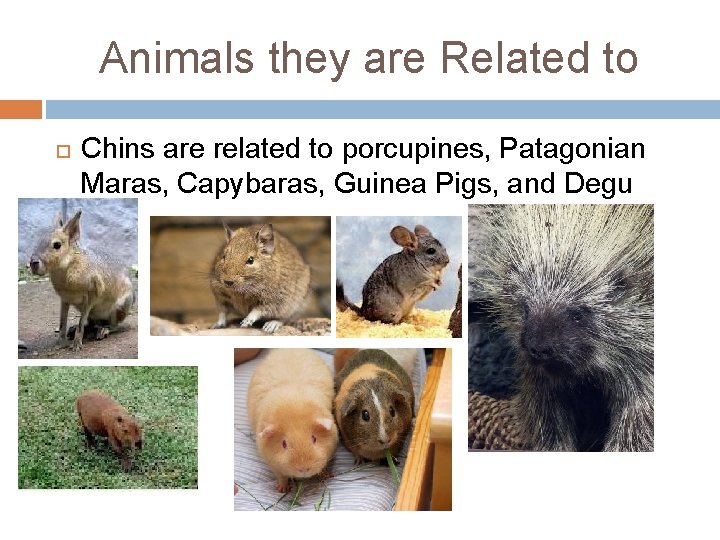 Animals they are Related to Chins are related to porcupines, Patagonian Maras, Capybaras, Guinea