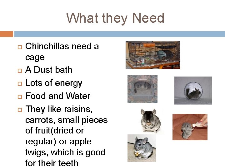 What they Need Chinchillas need a cage A Dust bath Lots of energy Food