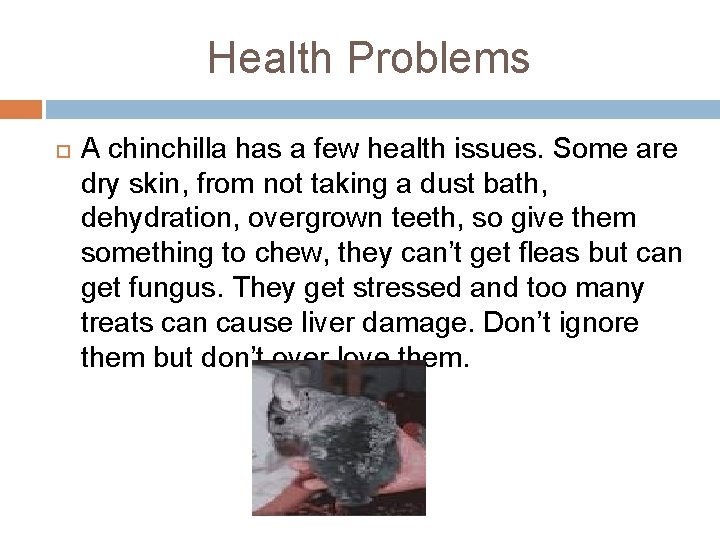 Health Problems A chinchilla has a few health issues. Some are dry skin, from