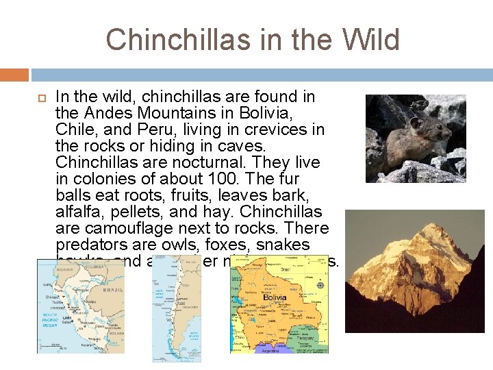Chinchillas in the Wild In the wild, chinchillas are found in the Andes Mountains