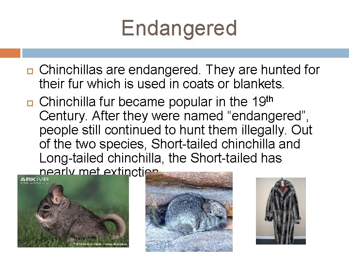 Endangered Chinchillas are endangered. They are hunted for their fur which is used in