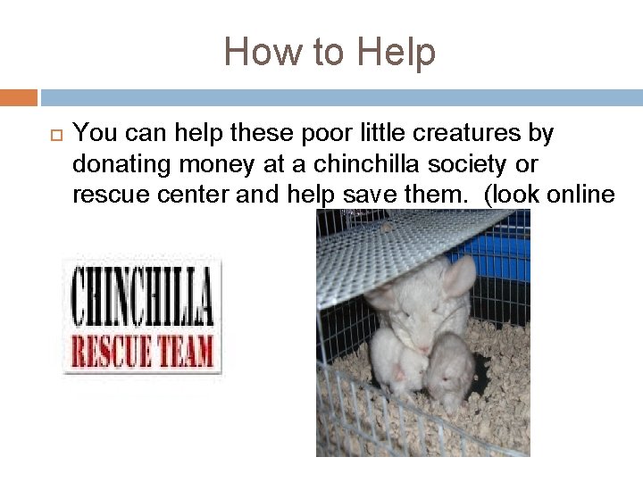 How to Help You can help these poor little creatures by donating money at