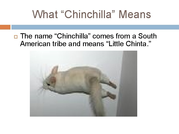 What “Chinchilla” Means The name “Chinchilla” comes from a South American tribe and means