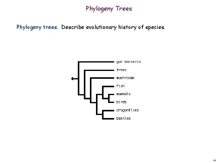 Phylogeny Trees Phylogeny trees. Describe evolutionary history of species. 16 