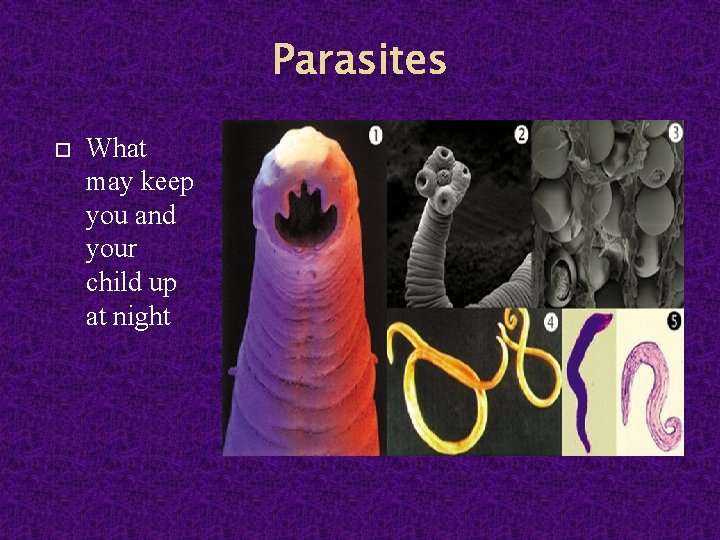 Parasites What may keep you and your child up at night 