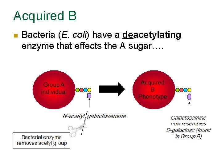 Acquired B n Bacteria (E. coli) have a deacetylating enzyme that effects the A