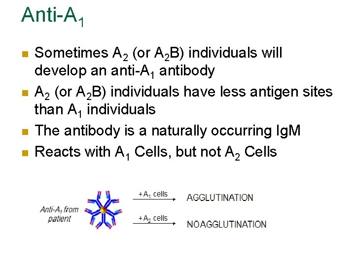 Anti-A 1 n n Sometimes A 2 (or A 2 B) individuals will develop