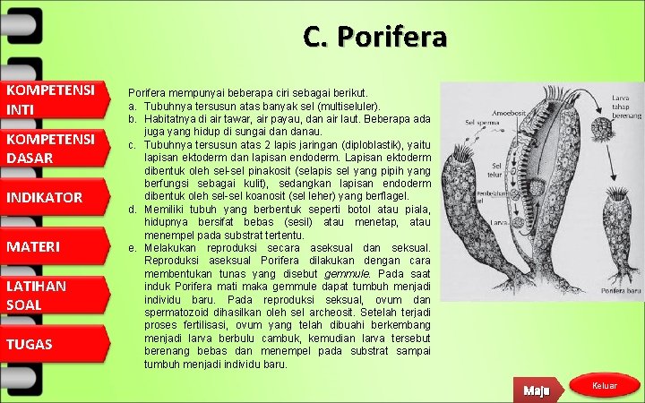 C. Porifera KOMPETENSI INTI KOMPETENSI DASAR INDIKATOR MATERI LATIHAN SOAL TUGAS Porifera mempunyai beberapa