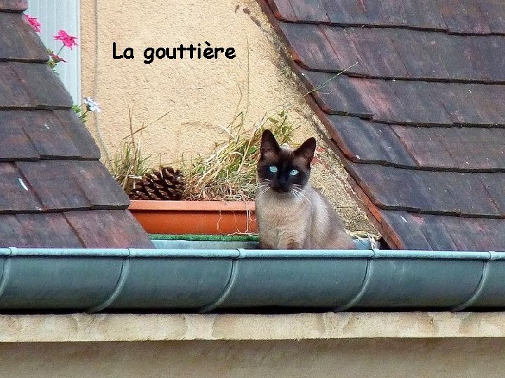 La gouttière 