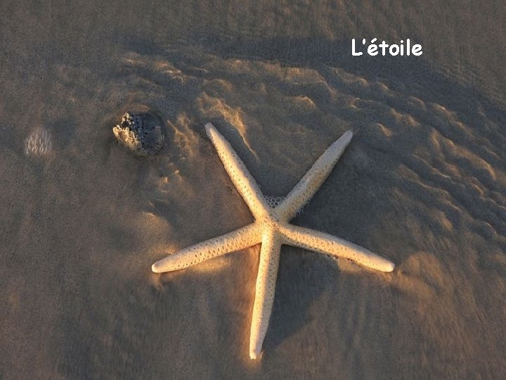 L’étoile 