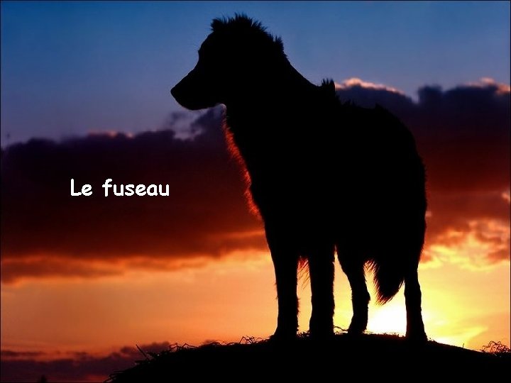 Le fuseau 