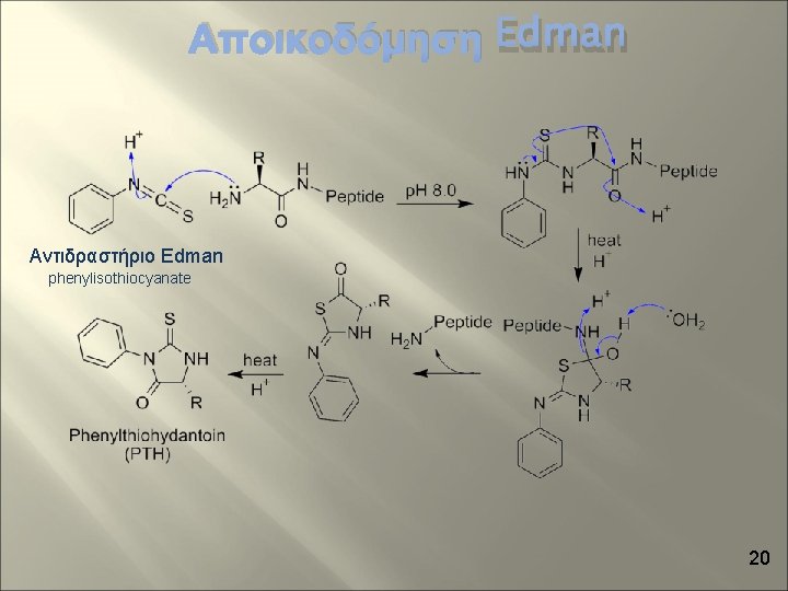 Αποικοδόμηση Edman Αντιδραστήριο Edman phenylisothiocyanate 20 