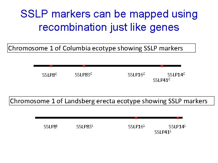 SSLP markers can be mapped using recombination just like genes Chromosome 1 of Columbia