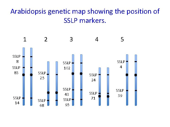 Arabidopsis genetic map showing the position of SSLP markers. 1 SSLP 8 SSLP 83