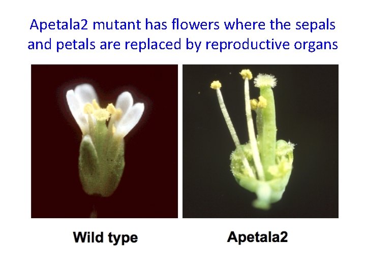 Apetala 2 mutant has flowers where the sepals and petals are replaced by reproductive