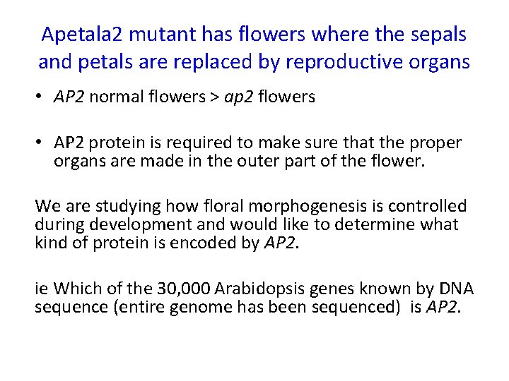 Apetala 2 mutant has flowers where the sepals and petals are replaced by reproductive
