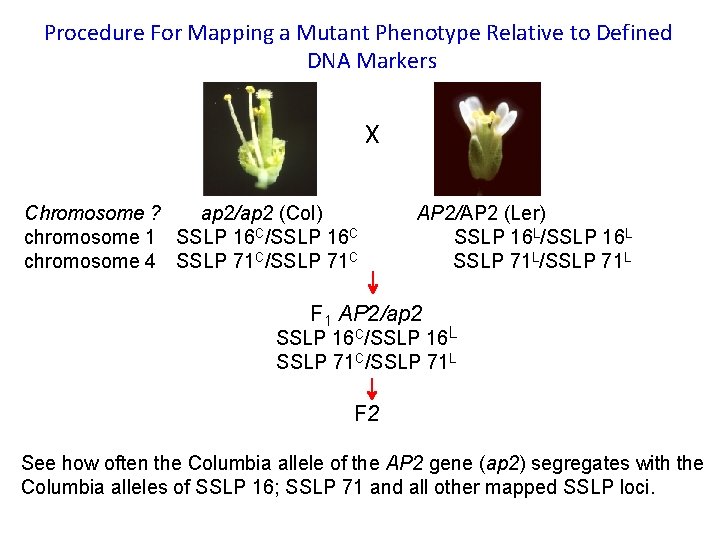 Procedure For Mapping a Mutant Phenotype Relative to Defined DNA Markers X Chromosome ?