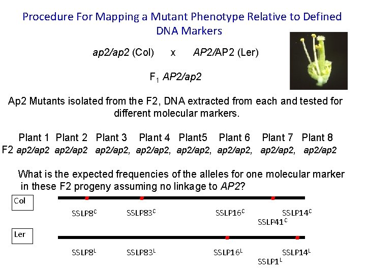 Procedure For Mapping a Mutant Phenotype Relative to Defined DNA Markers ap 2/ap 2