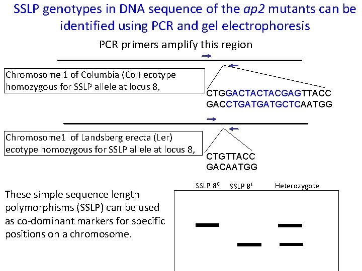 SSLP genotypes in DNA sequence of the ap 2 mutants can be identified using