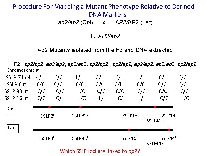 Procedure For Mapping a Mutant Phenotype Relative to Defined DNA Markers ap 2/ap 2