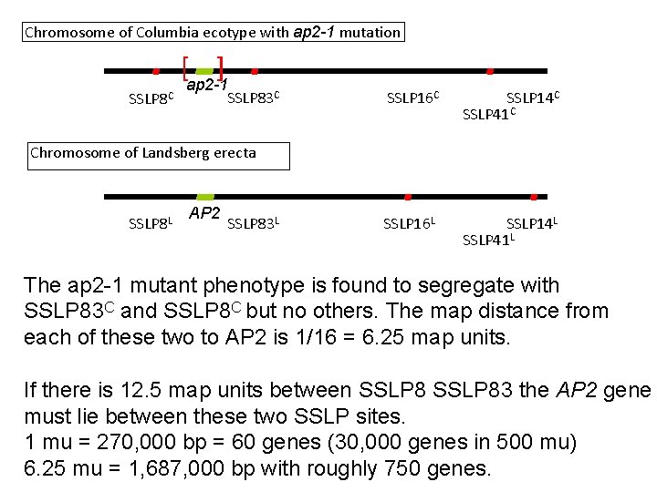 Chromosome of Columbia ecotype with ap 2 -1 mutation SSLP 8 C [ ]