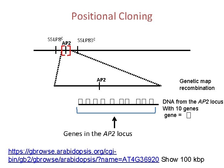 Positional Cloning SSLP 8 C AP 2 SSLP 83 C AP 2 Genetic map