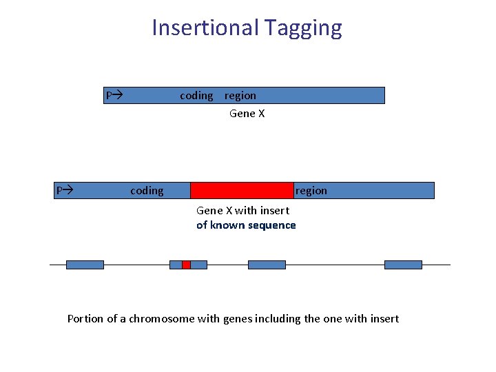 Insertional Tagging P coding region Gene X P coding region Gene X with insert