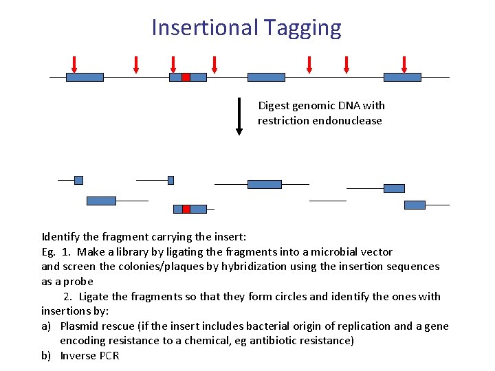 Insertional Tagging Digest genomic DNA with restriction endonuclease Identify the fragment carrying the insert: