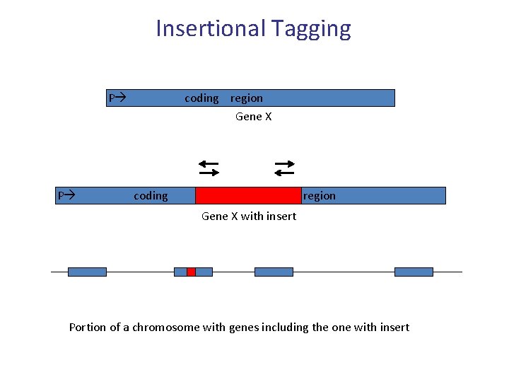 Insertional Tagging P coding region Gene X P coding region Gene X with insert