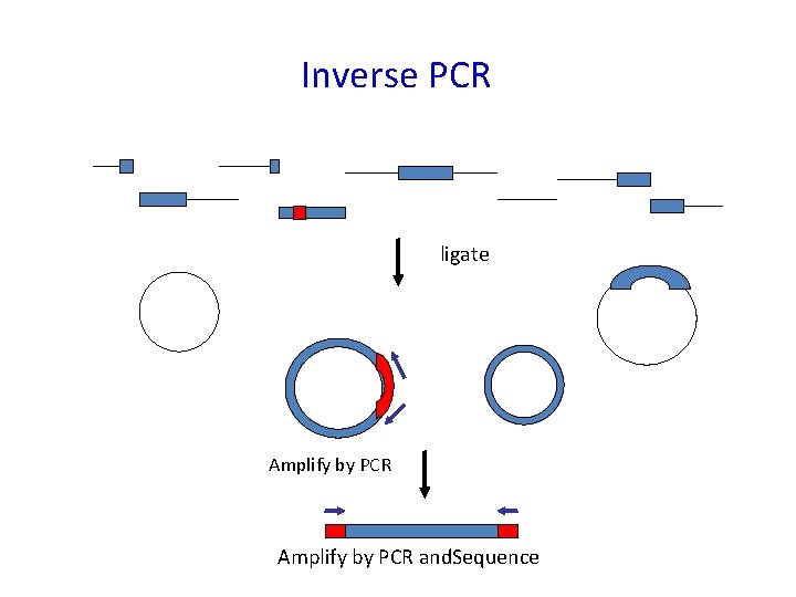 Inverse PCR ligate Amplify by PCR and. Sequence 