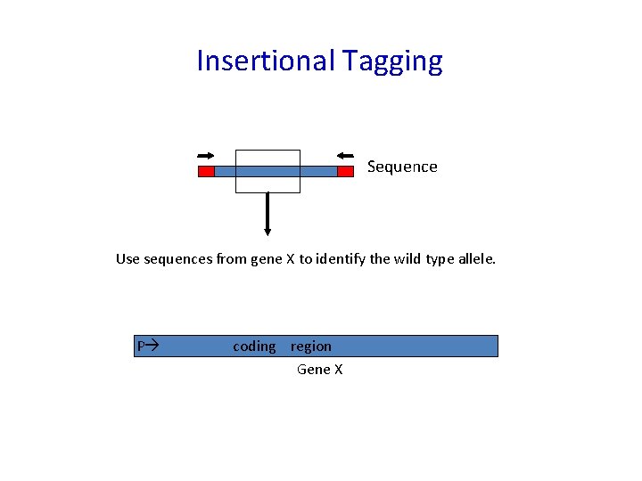 Insertional Tagging Sequence Use sequences from gene X to identify the wild type allele.